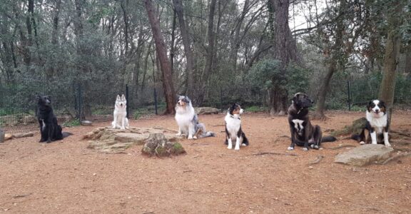 Éducation canine à Vallauris Centre Canin Azur
