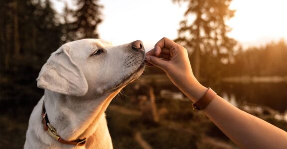 La pension canine tout confort pour votre compagnon à Vallauris