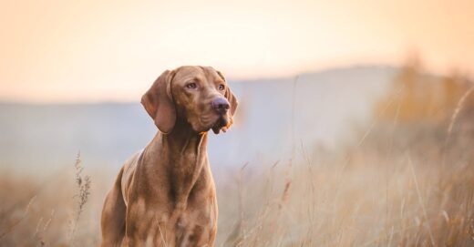 Centre de dressage canin situé sur la Côte d’Azur depuis 1986